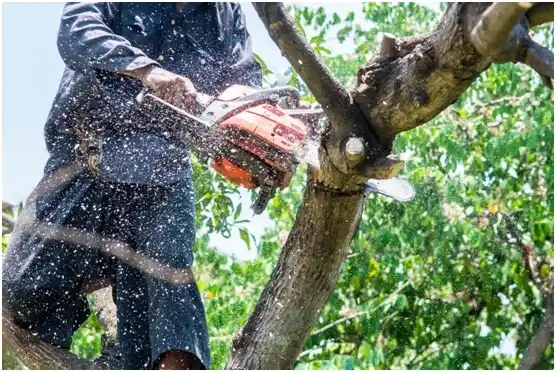 tree services Reno